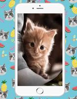 Sweet Kitty Cat Plakat
