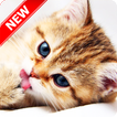 Kitten Wallpapers