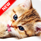 Kitten Wallpapers أيقونة