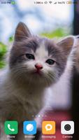 1 Schermata Cute Kitten, Dog Wallpaper