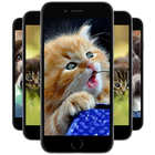 آیکون‌ Kitten Wallpapers