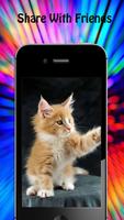 Kitten Wallpapers Screenshot 3