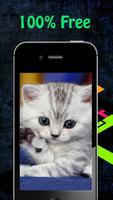 Kitten Wallpapers capture d'écran 1