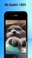 Kitten Wallpapers screenshot 2