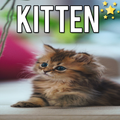 Kitten Wallpapers