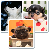 ikon Pair Dog