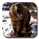 Brown Bear Live Wallpaper APK