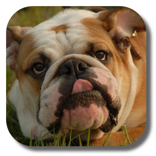 Bulldog Live Wallpaper