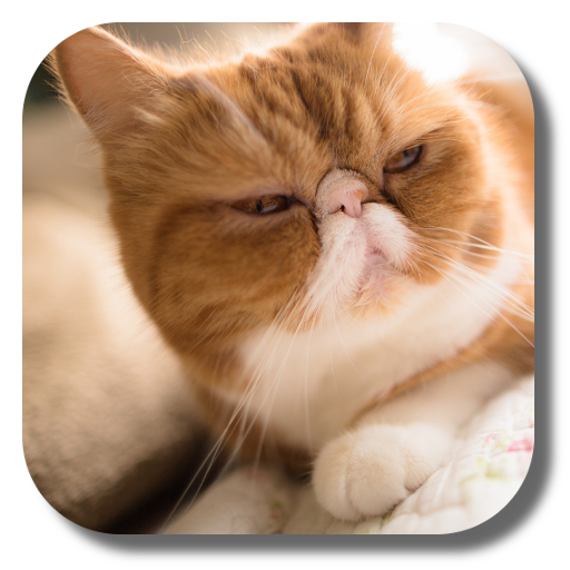 Persian Cat Live Wallpaper