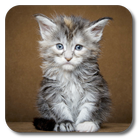 Kittens Live Wallpaper أيقونة