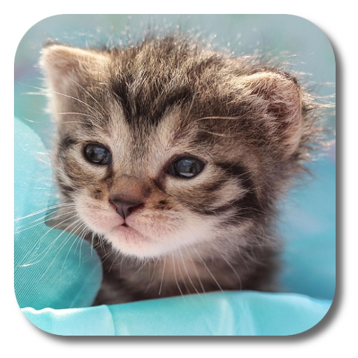 Little Cat Live Wallpaper