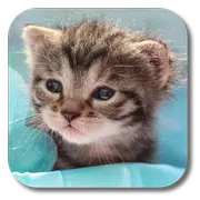 Little Cat Live Wallpaper