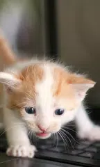 Little Cat Live Wallpaper APK download