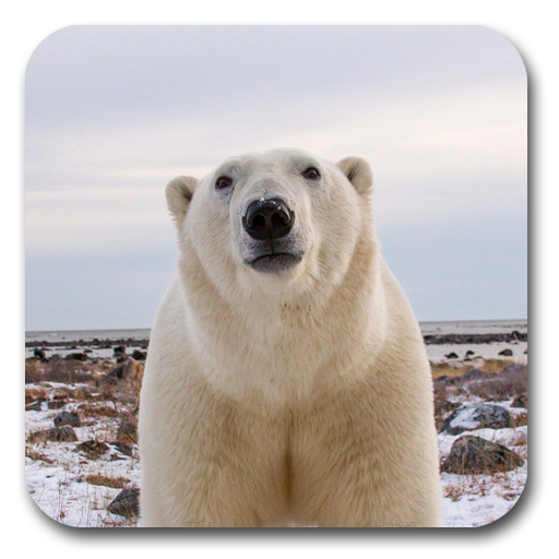 Polar Bear Live Wallpaper