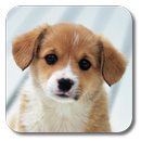 Puppies Live Wallpaper APK