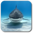 Shark Live Wallpaper