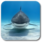 Shark ikona