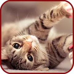 Cat Live Wallpaper APK download