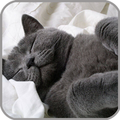 Sleeping Cats Live Wallpaper 아이콘