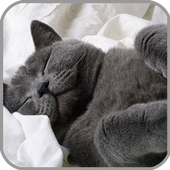 Sleeping Cats Live Wallpaper icône