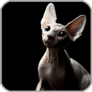 Sphynx Live Wallpaper APK