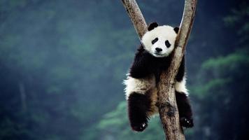 Pandas - HD Wallpapers screenshot 3