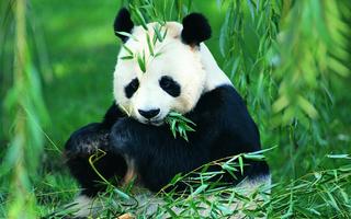 Pandas - HD Wallpapers screenshot 2