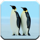 Penguin - HD Wallpapers icône