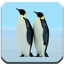 APK Penguin - HD Wallpapers
