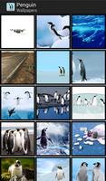Penguin - HD Wallpapers Affiche