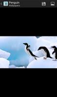 Penguin - HD Wallpapers capture d'écran 1
