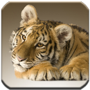 APK Tigers - HD Wallpapers
