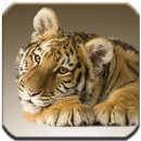 Tigers - HD Wallpapers APK