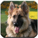 German Shepherd - HD Wallpaper APK