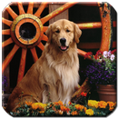 Dogs - HD Wallpapers APK