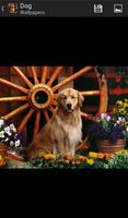 Dogs - HD Wallpapers penulis hantaran