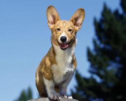 Dogs - HD Wallpapers 截圖 2
