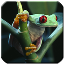 APK Frogs - HD Wallpapers