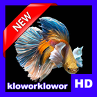 Betta Fish 3D Live HD icône