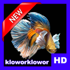 Betta Fish 3D Live HD icon