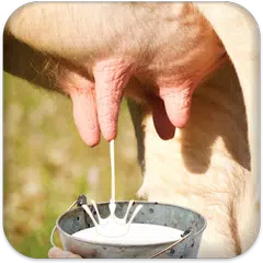 Milk Cow Game
