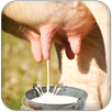 Milk Cow Game APK