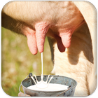 Milk Cow simgesi