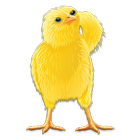 Talking Chicken icon