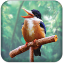 Real Talking Bird APK