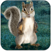 Real Talking Squirrel APK