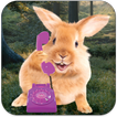 Bunny Call