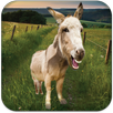 Talking Donkey APK