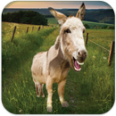 Talking Donkey APK