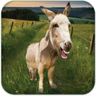 Talking Donkey icon
